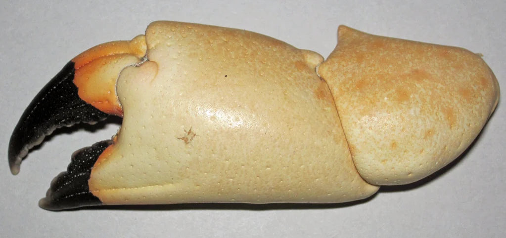 A Florida stone crab claw with its distinctive dark tip